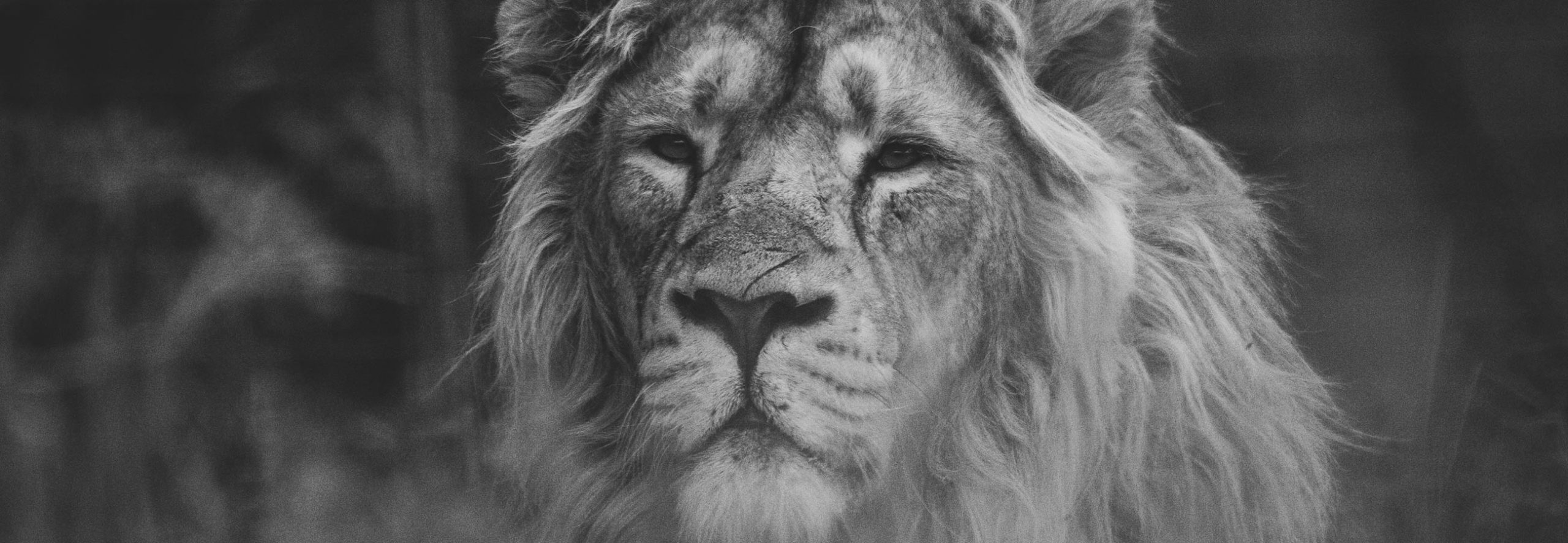 a black and white photo of a lion